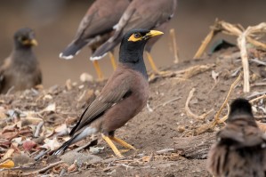 Mynah Bird   Kauai Hawaii 1230